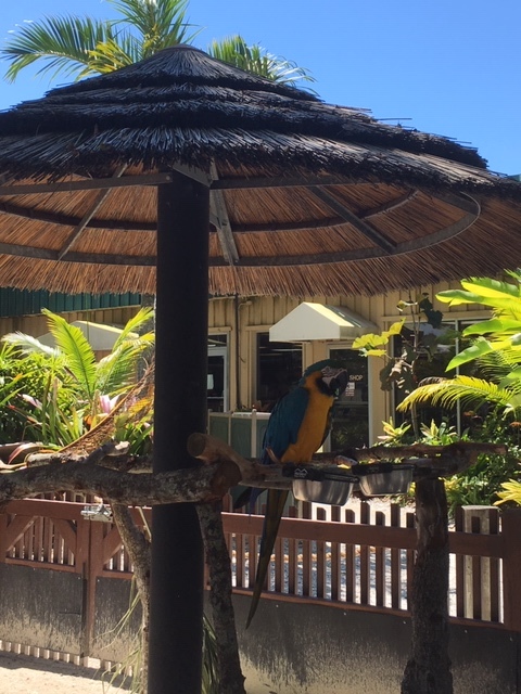 Not Without My Coffee - Naples Zoo 35.JPG