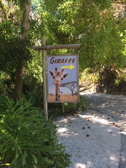 Not Without My Coffee- Naples Zoo 16.JPG