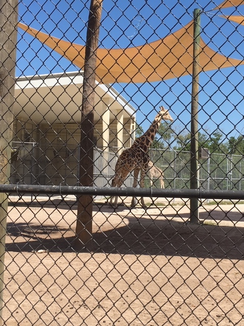 Not Without My Coffee- Naples Zoo 17.JPG