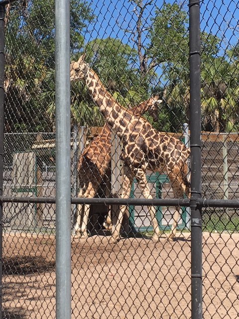 Not Without My Coffee- Naples Zoo 19.JPG