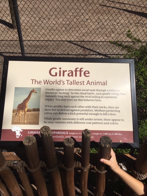 Not Without My Coffee- Naples Zoo 20.JPG
