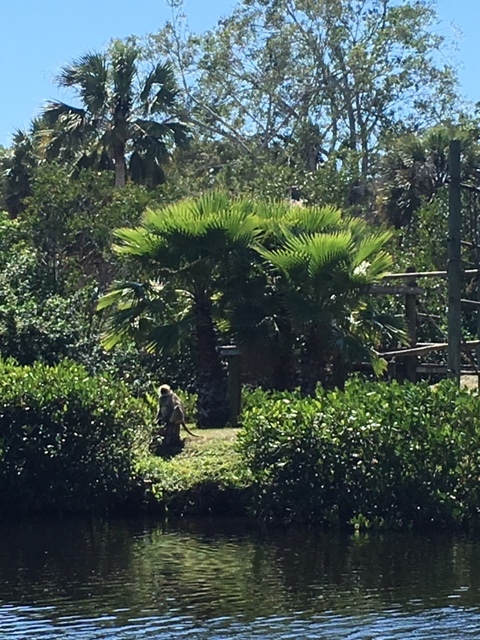 Not Without My Coffee- Naples Zoo 7.JPG